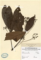 藏品(臺灣雅楠)的圖片